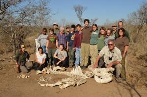 Our students reassembled a rhino skeleton in the bush, with the help of Dr. Perakis.
