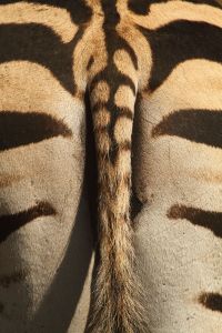 Zebra tail