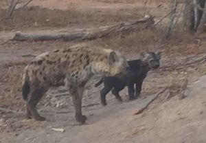 hyena pups
