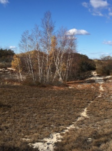 White birch grove and trail